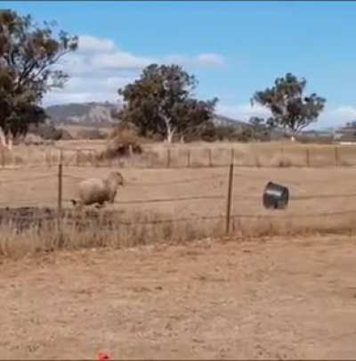 Idiot fighting a bucket