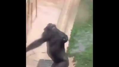 Monkeys