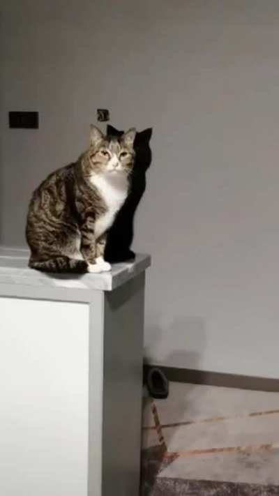 Shadow Cat!
