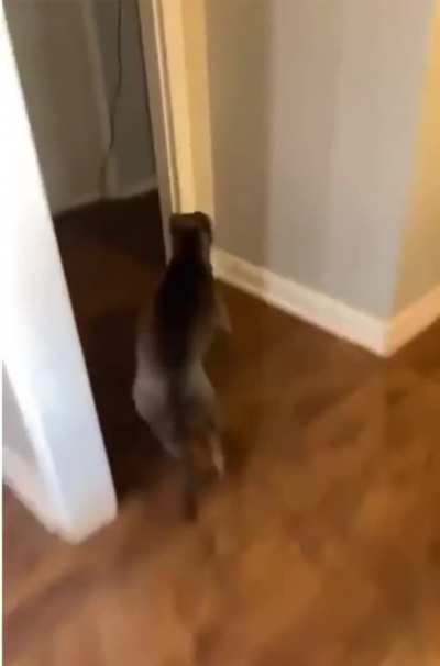 My guard-dog people need me
