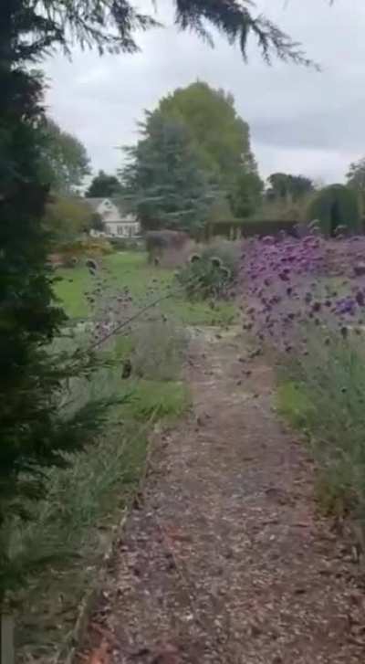 A stroll through the orchard