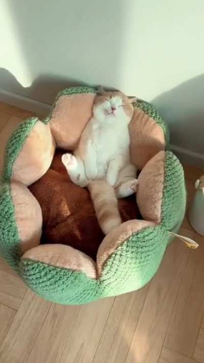 Isn't that the cutest chonker you've seen today?