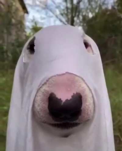 PODE CACHORRO FÁMASTA ADEMIR?