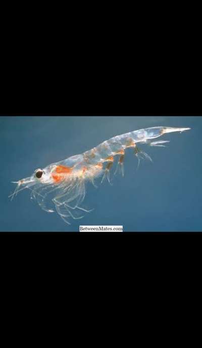 Plankton