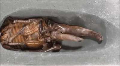 Hercules beetle larvea
