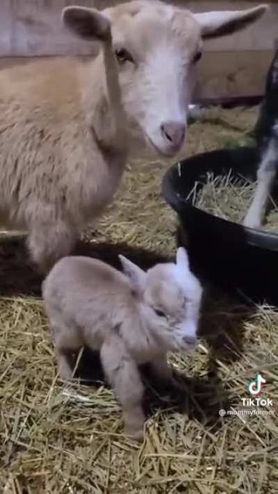 Baby Goat