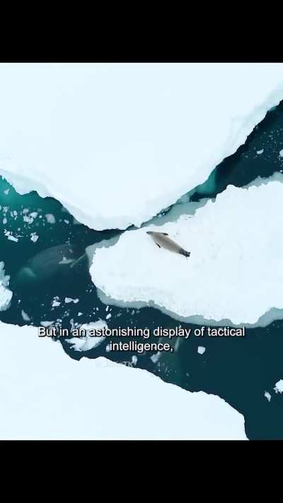 The incredible tactical intelligence of Orcas using coordinated waves to hunt