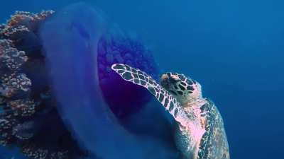 Turtle nom noms