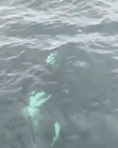 Seal takes one last glance before being taken away by an orca⁣