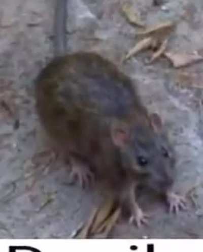 Danilo