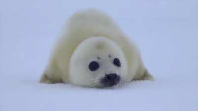 This baby harp seal