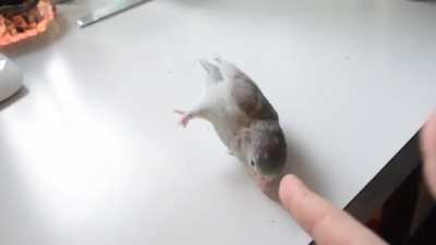 Never see birds on this subreddit, so here's one playing with it's hooman