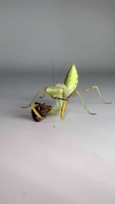 Mantis and spider