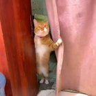 Cat.