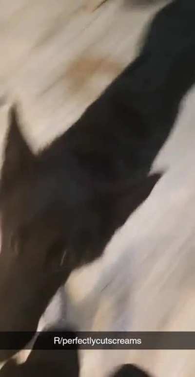 My dog is 7months old and a killer.