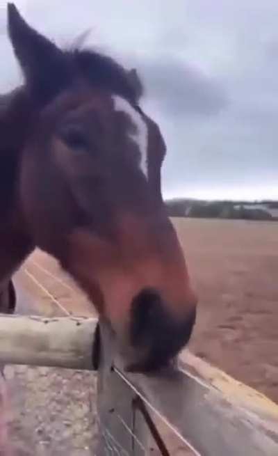 Insufferable horse