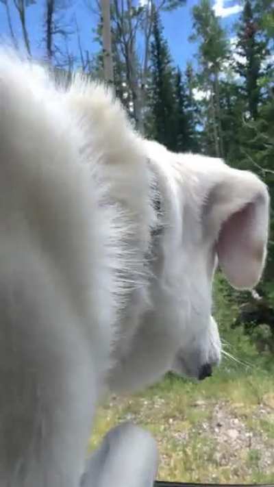 Charlies loves sheep
