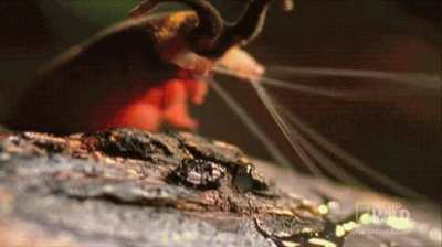 🔥 Velvet Worm Hunting