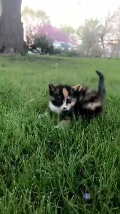 Vicious beast