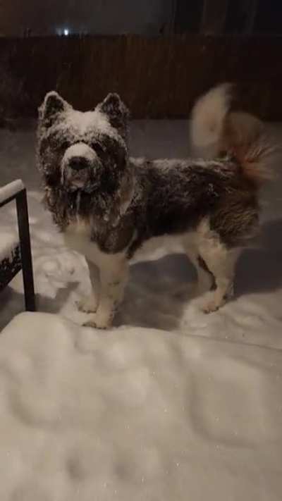 Bear in my backyard enjoying the snow 🐻❄️