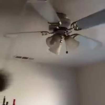 A potato flew around my room before you came