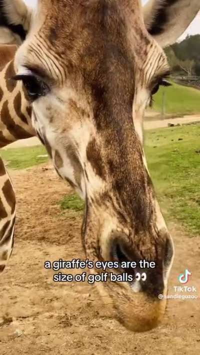 You are now subscribed to Giraffe Facts