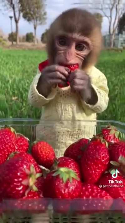 Monke