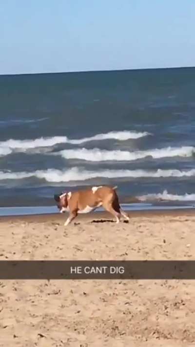 He doesn't know how to dig, apparently.