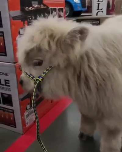 Tiny cow!