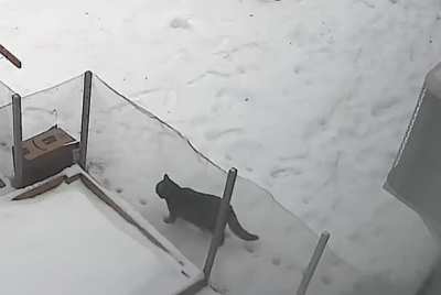 This cat walking in its own footsteps