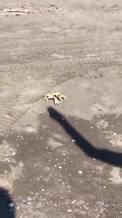 the shadow is dominating the animal