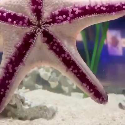 🔥 Starfish walking using hundreds of tiny tube feet on the underside of their arms
