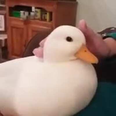 Contemplem o pato.