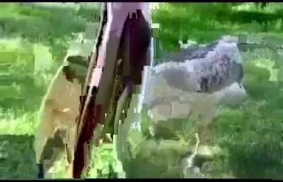 Ням