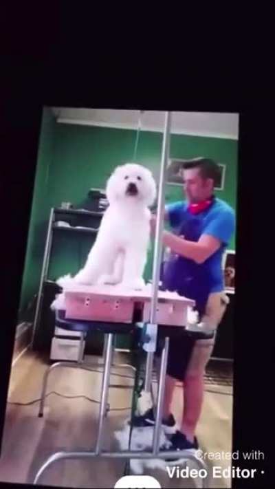 Dog groomer/business owner caught abusing dogs
