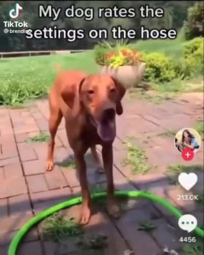 dog rule
