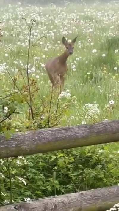 Good Morning