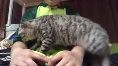 Just gonna sneak on into your lap here