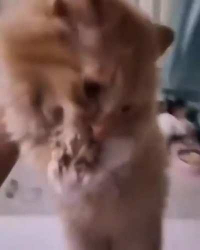 Life is Pain