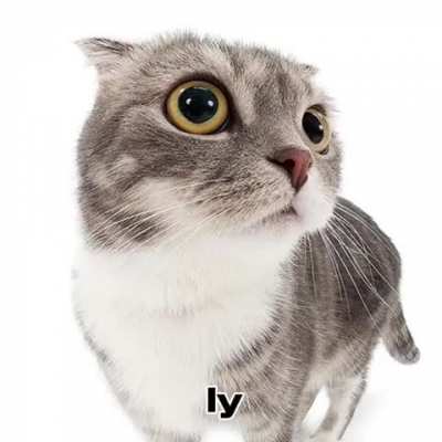 Blursed_cats