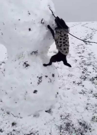 This dog has snow idea what he’s doing
