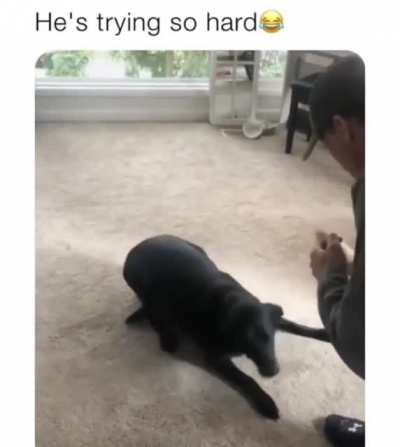 Good boi