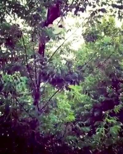 HMFT after playing frisbee in a tree.