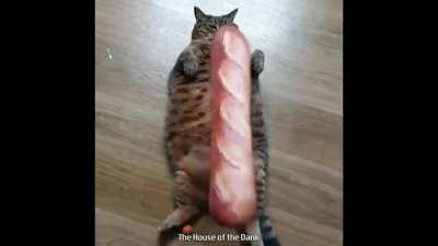 Blursed_concky cat