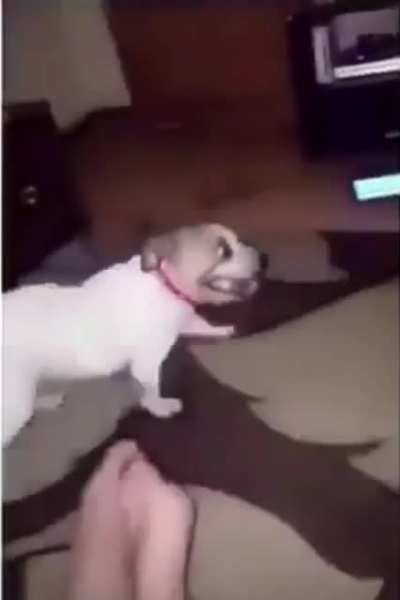 Dog’s sneeze is hysterical 😂😭😂