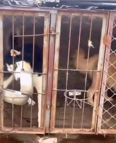 Fuck the other dog!