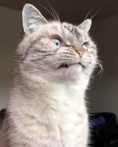 Major Cattitude!