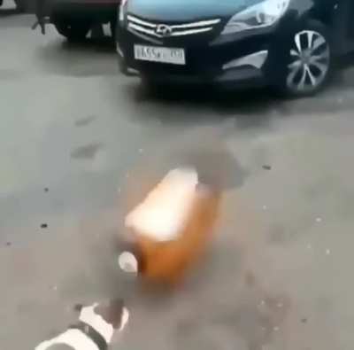 Rip Doggo 