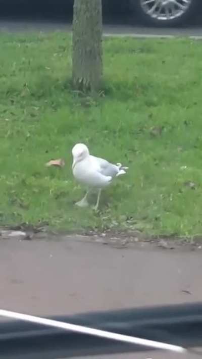 Hardcore Seagull Raving it up 🤣