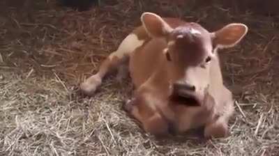 The cow Moo-vie